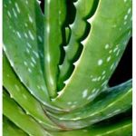 Propiedades curativas del Aloe vera