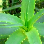 Procedencia del Aloe vera
