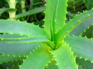 Plantación de Aloe Vera