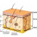 La estructura de la piel