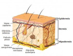 Estructura de la piel