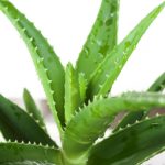 Características de la planta de Aloe vera