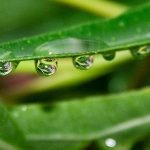 Cultivo y mantenimiento del Aloe vera