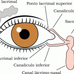 Dacriostenosis (Conducto lacrimal obstruido)