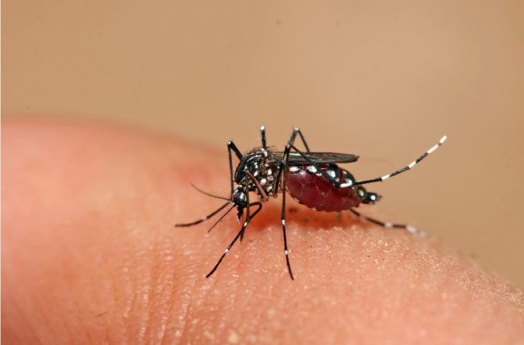 Zancudo del Dengue