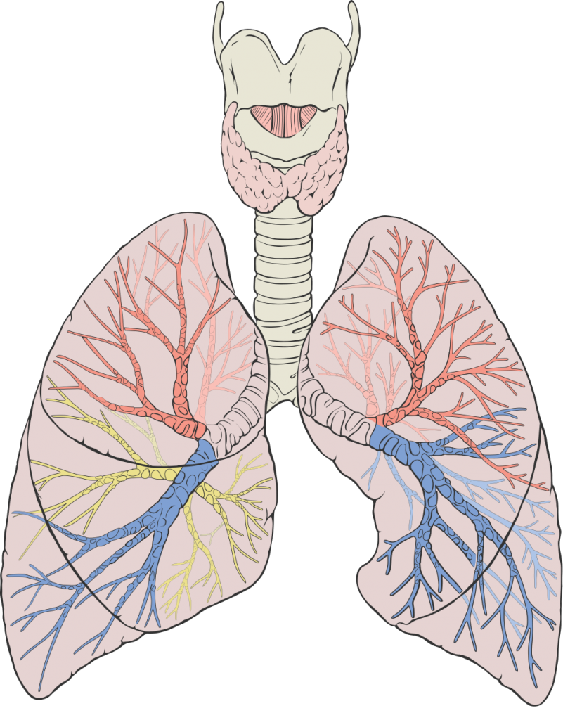 Bronquitis - Saludisima Enfermedades